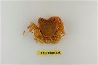 藏品(拉氏清溪蟹)的圖片